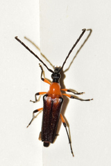 Cyphonotida rostrata