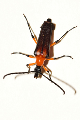 Cyphonotida rostrata