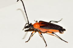 Cyphonotida rostrata