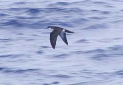 Puffinus lherminieri