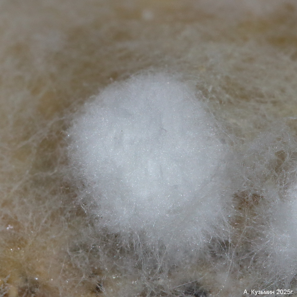 Фузариум (Fusarium)