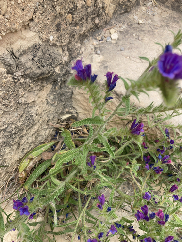 Image of Echium creticum by (c) Craignerrad, some rights reserved (CC BY)