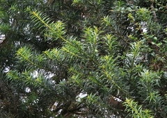Podocarpus nubigenus
