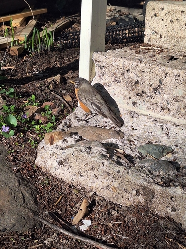 American Robin