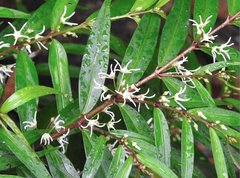 Pentasachme caudatum