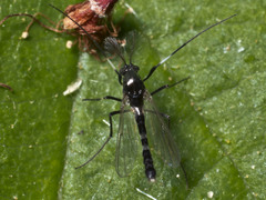 Cricotopus annuliventris