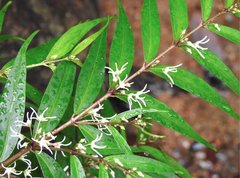 Pentasachme caudatum