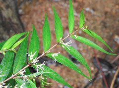 Pentasachme caudatum