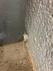 Olceclostera seraphica