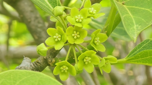 Image of Stephanotis volubilis by (c) 葉淑蓮, some rights reserved (CC BY)