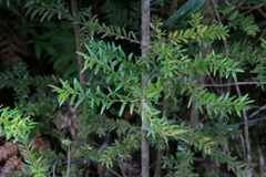 Saxegothaea conspicua