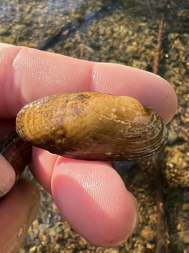 Cumberland Moccasinshell