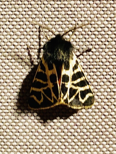 Nevada Tiger Moth photo 3
