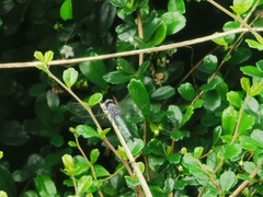 Diplacodes trivialis