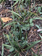 Triteleia dudleyi