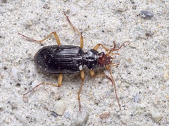 Nebria picicornis