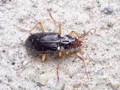 Nebria picicornis