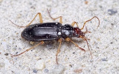 Nebria picicornis