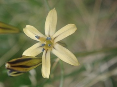 Triteleia dudleyi