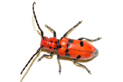 Tetraopes varicornis