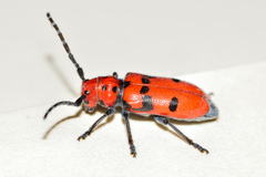 Tetraopes varicornis