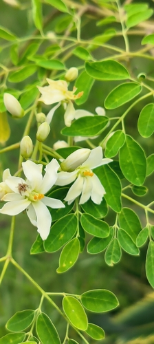 Moringa tree