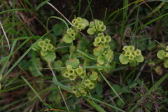 Chrysosplenium serreanum