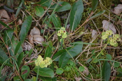 Chrysosplenium serreanum