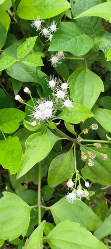 Siam weed