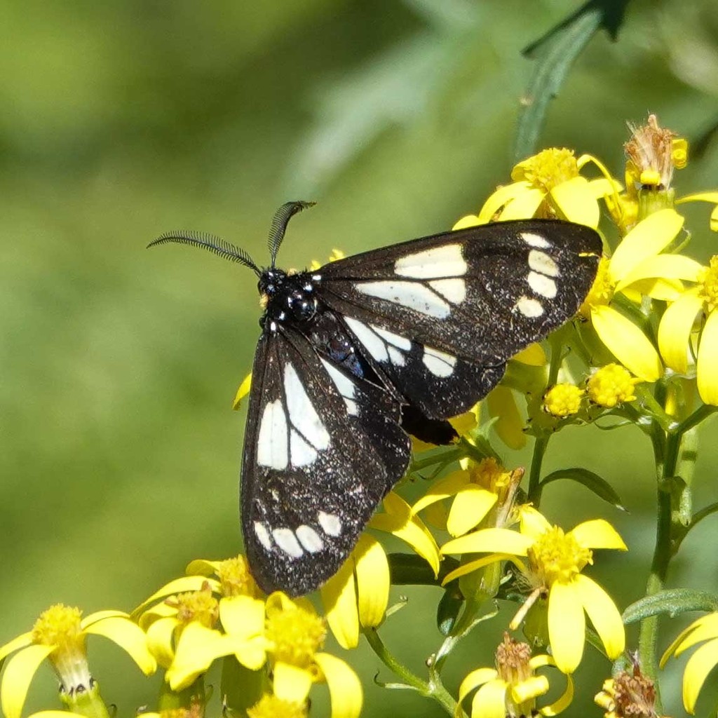 Gnophaela discreta