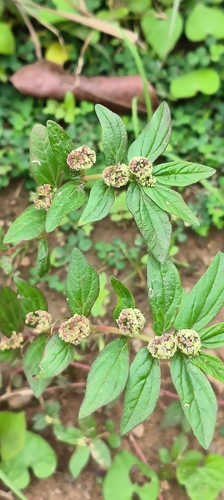 Asthma Plant