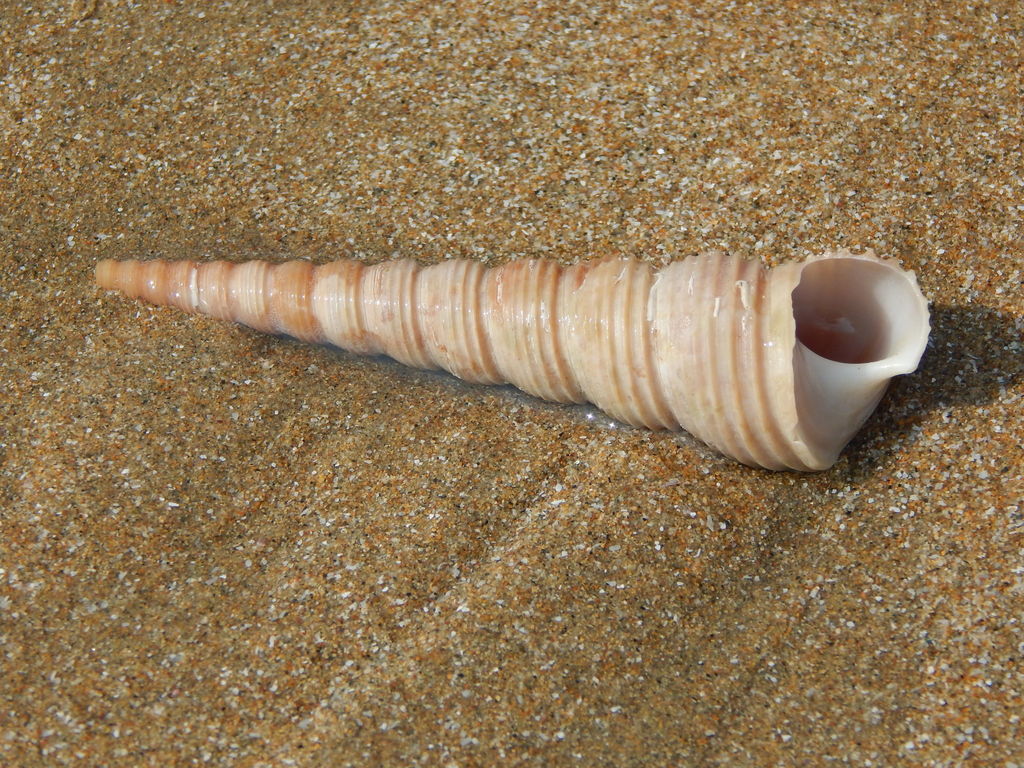Turritella