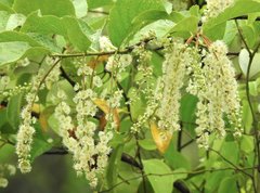 Homalium cochinchinense