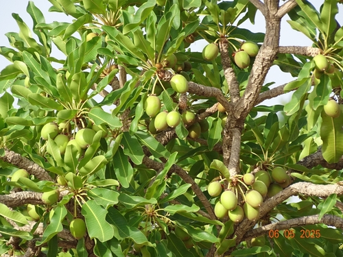 Shea Tree