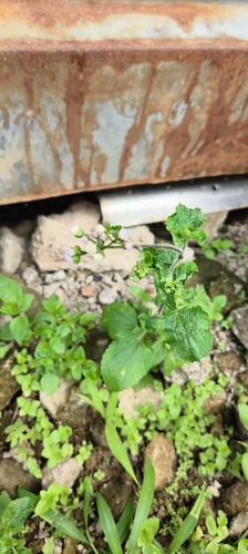 billygoat weed