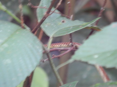 Dendrelaphis caudolineolatus