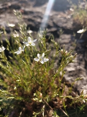 Minuartia setacea, photograph (c) naturalist_ua_97, some rights reserved (CC BY)