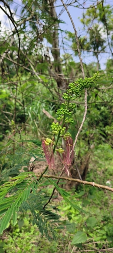 tree calliandra