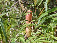 Nepenthes distillatoria