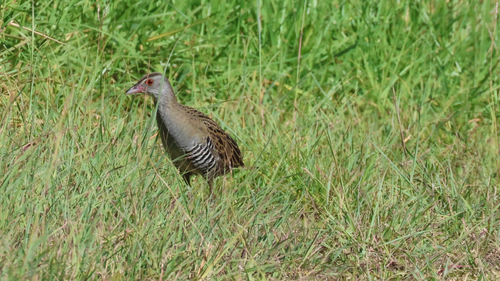 iNaturalist: (c) stevemills, some rights reserved (CC BY-NC) iNaturalist image