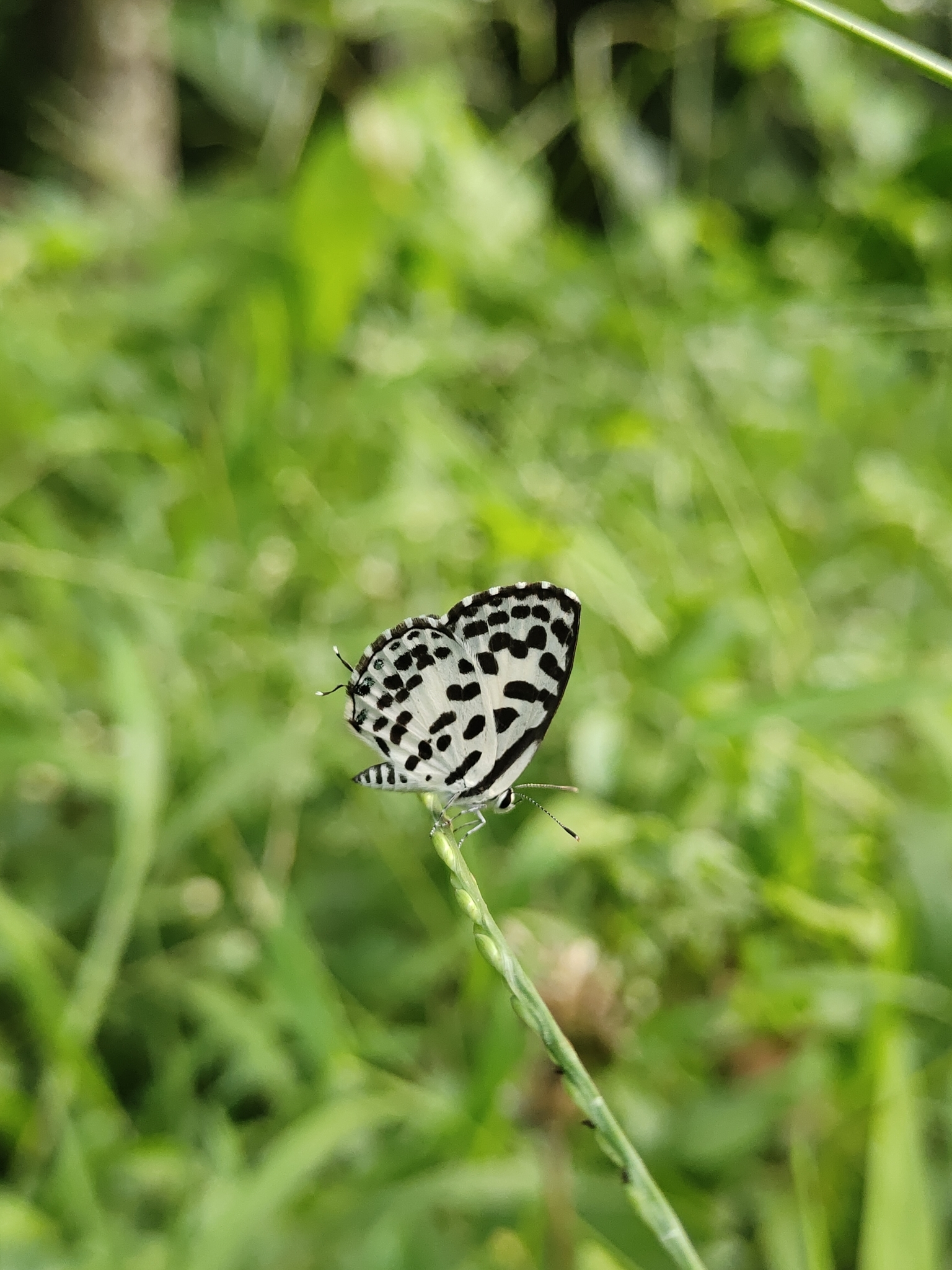 Common Pierrot