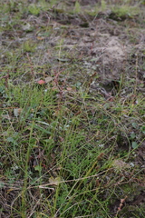 Carex lachenalii