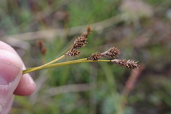 Carex lachenalii