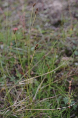 Carex lachenalii