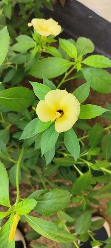 Yellow alder