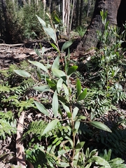 Acacia frigescens