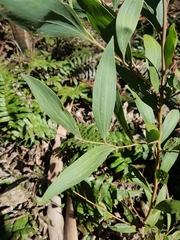 Acacia frigescens