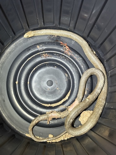 Eastern Brown Snake sighting