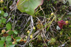 Pogonatum dentatum