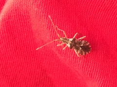 Centrocoris spiniger